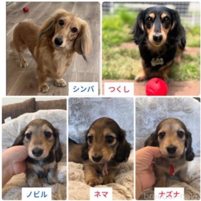 販売中の東京都のミニチュアダックスフンド(ロングヘアード)-454862の4枚目