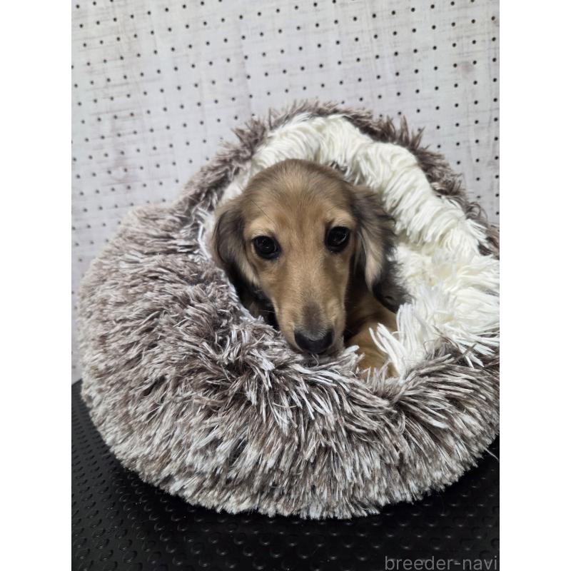 販売中の東京都のミニチュアダックスフンド(ロングヘアード)-454862の2枚目