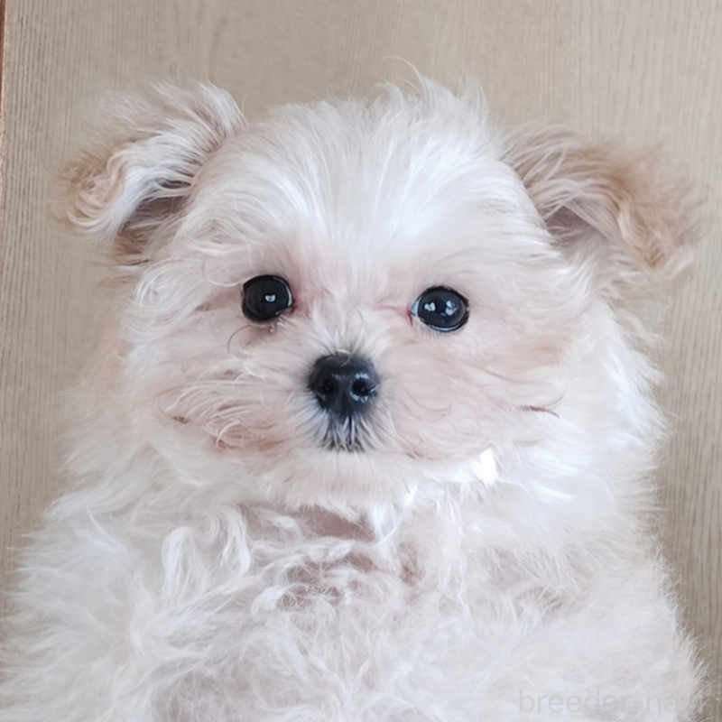 販売中の大分県のマルプー:マルチーズ×トイプードル-451516