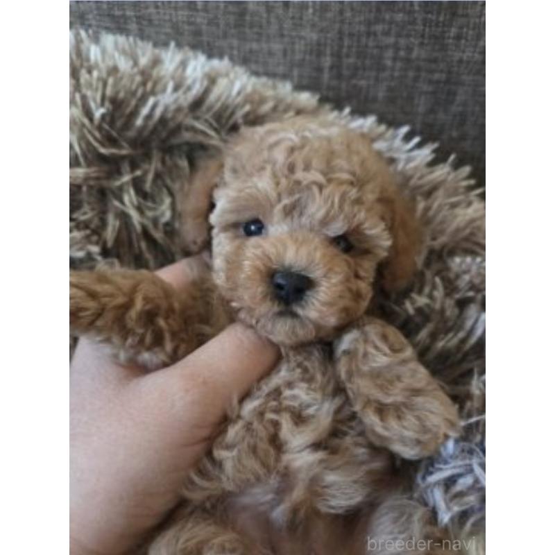 販売中の東京都のトイプードル-454863の3枚目