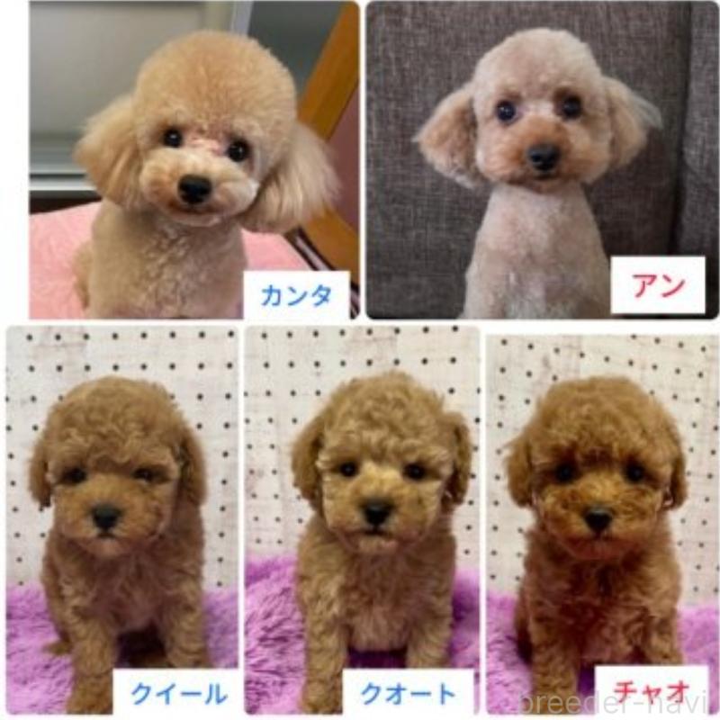 販売中の東京都のトイプードル-454863の2枚目