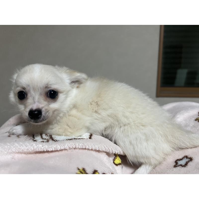 販売中の茨城県のポメチワ:ポメラニアン×チワワ-454864の3枚目