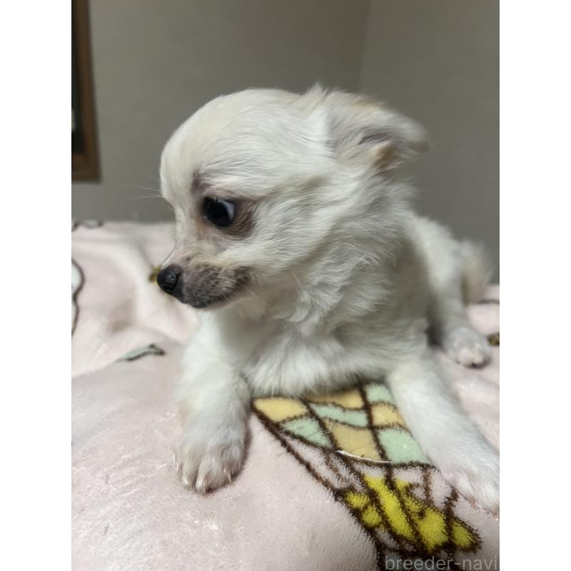 販売中の茨城県のポメチワ:ポメラニアン×チワワ-454864の2枚目