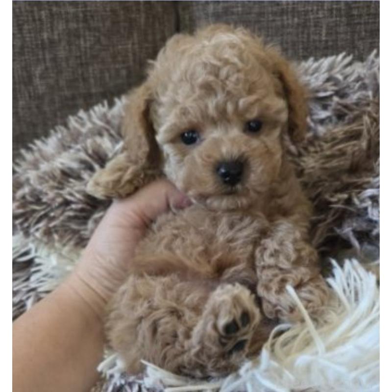 販売中の東京都のトイプードル-454865の5枚目