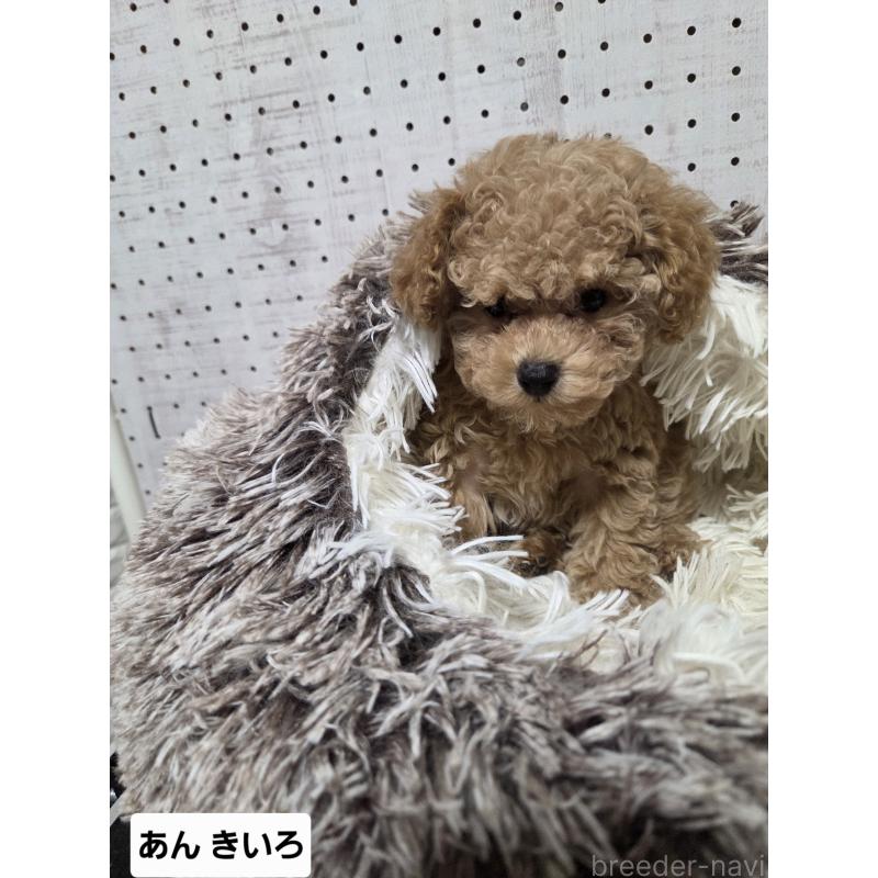 販売中の東京都のトイプードル-454865の3枚目