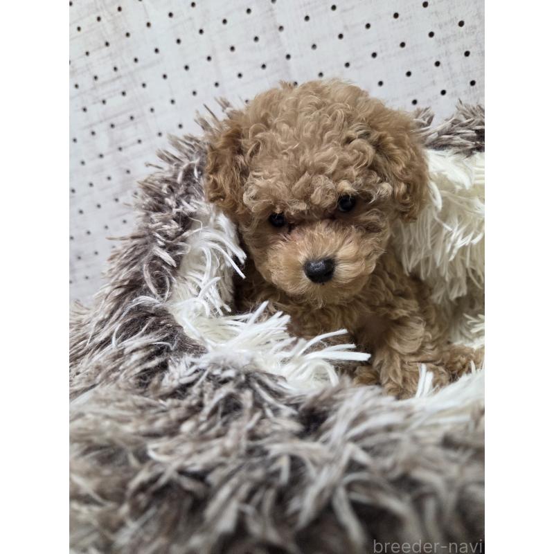 販売中の東京都のトイプードル-454865の2枚目