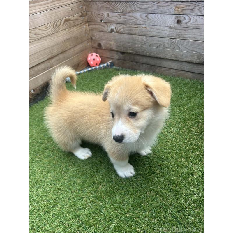 販売中の静岡県のウェルシュコーギーペンブローク-454867の8枚目