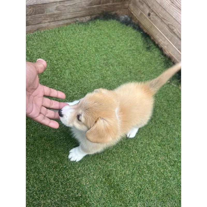 販売中の静岡県のウェルシュコーギーペンブローク-454867の7枚目