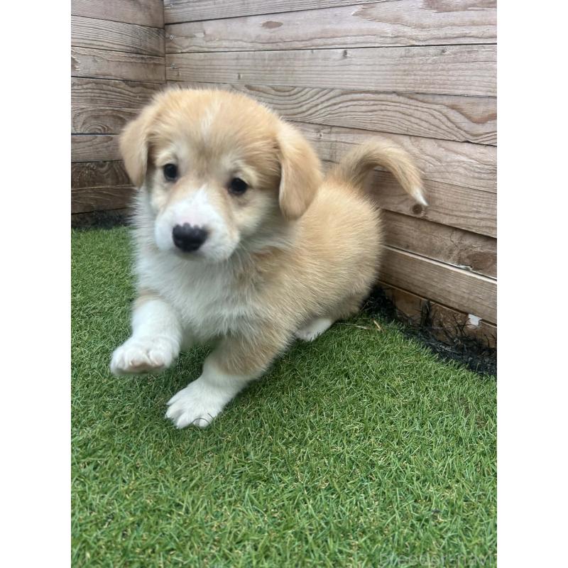 販売中の静岡県のウェルシュコーギーペンブローク-454867の6枚目