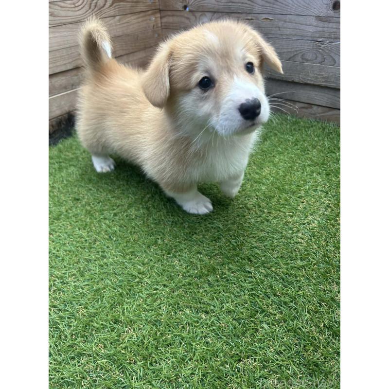 販売中の静岡県のウェルシュコーギーペンブローク-454867の5枚目