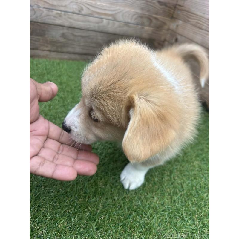 販売中の静岡県のウェルシュコーギーペンブローク-454867の2枚目