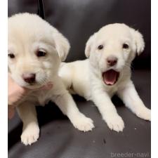 ♀︎ミックス犬