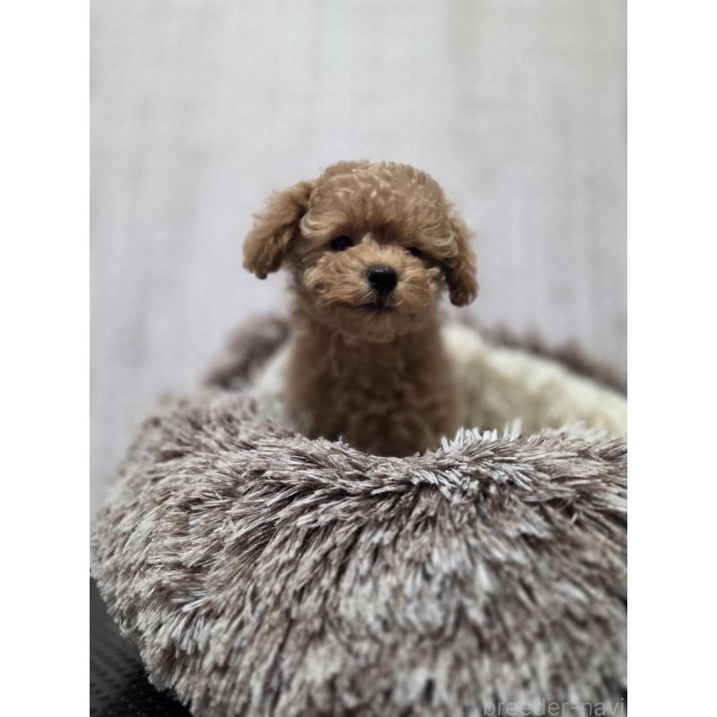 販売中の東京都のトイプードル-454866の5枚目