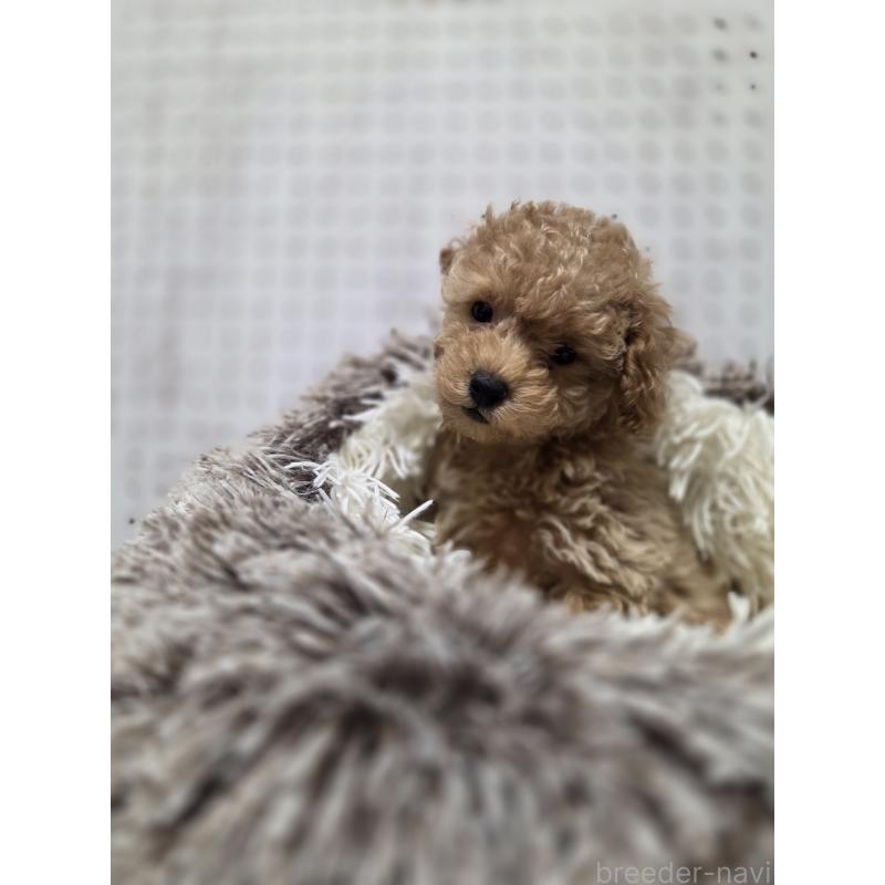 販売中の東京都のトイプードル-454866の4枚目