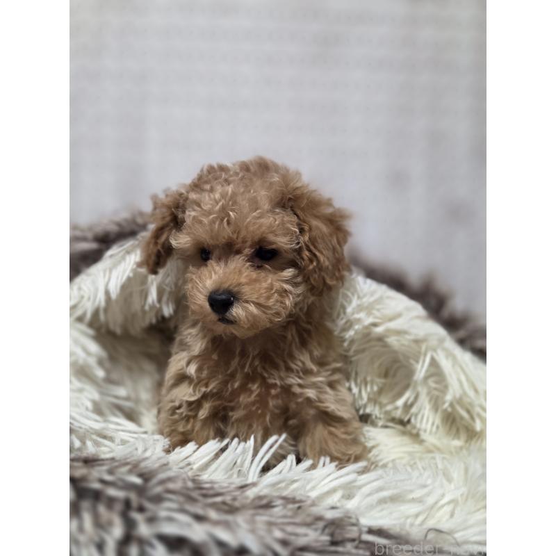 販売中の東京都のトイプードル-454866の3枚目