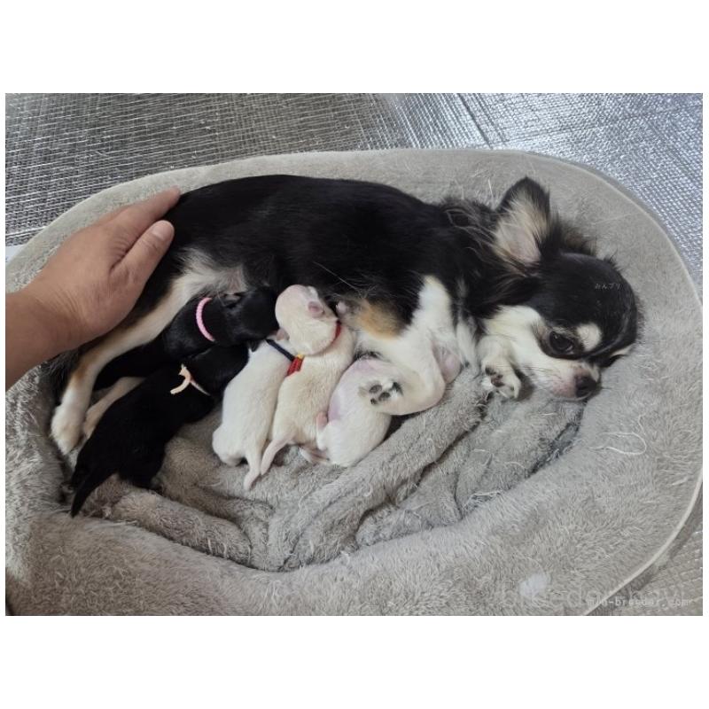 販売中の東京都のチワワ(ロングコート)-454868の7枚目