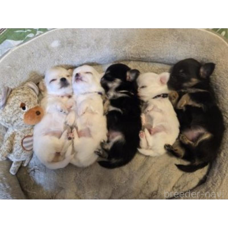 販売中の東京都のチワワ(ロングコート)-454868の6枚目