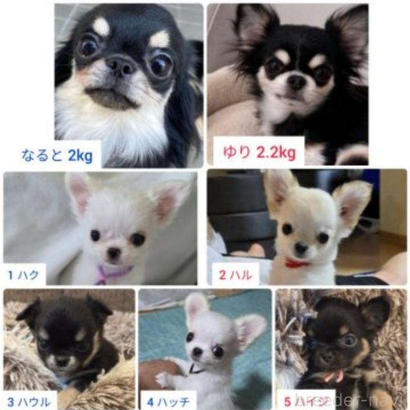 販売中の東京都のチワワ(ロングコート)-454868の4枚目