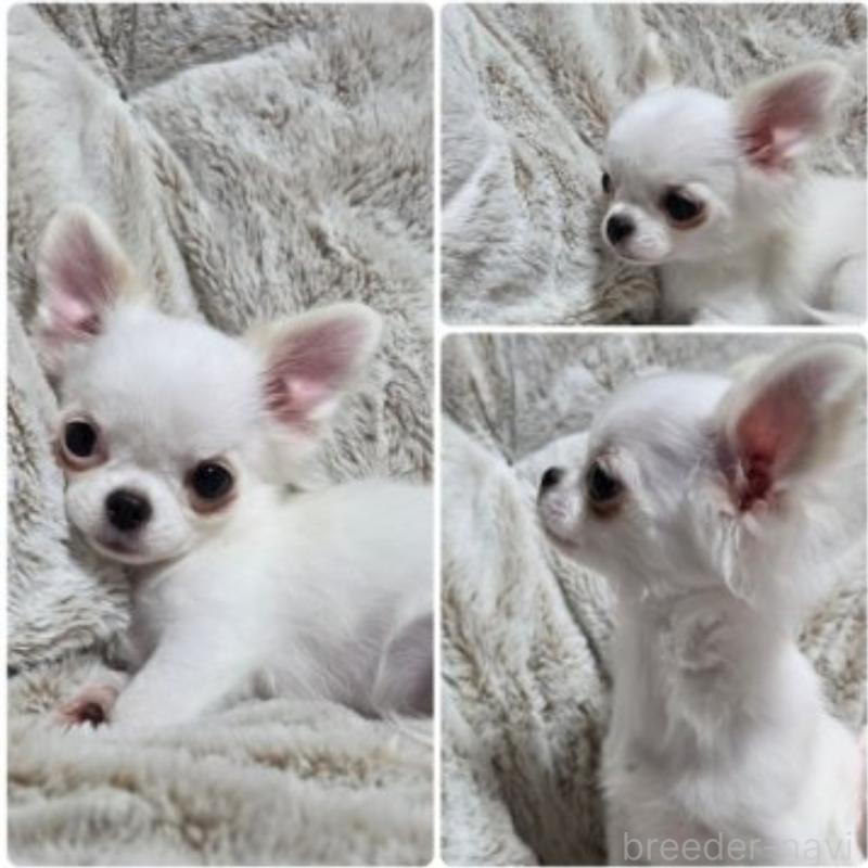 販売中の東京都のチワワ(ロングコート)-454868の3枚目