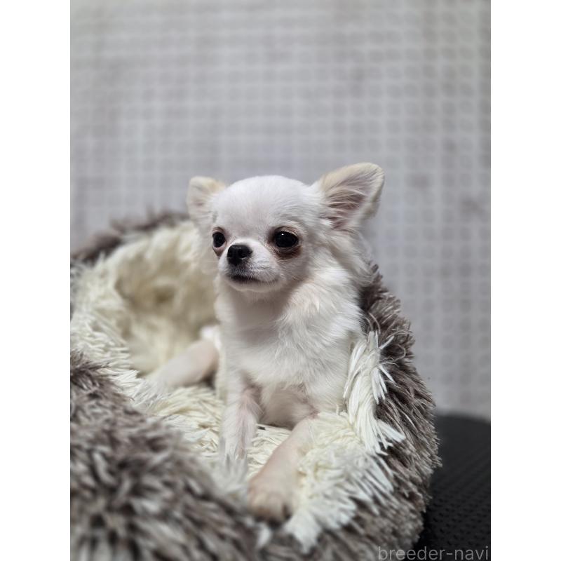 販売中の東京都のチワワ(ロングコート)-454868の2枚目