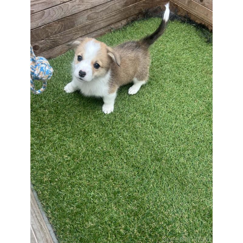 販売中の静岡県のウェルシュコーギーペンブローク-454869の7枚目