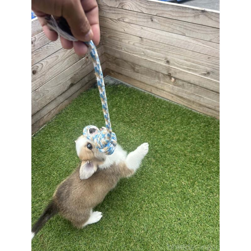 販売中の静岡県のウェルシュコーギーペンブローク-454869の4枚目