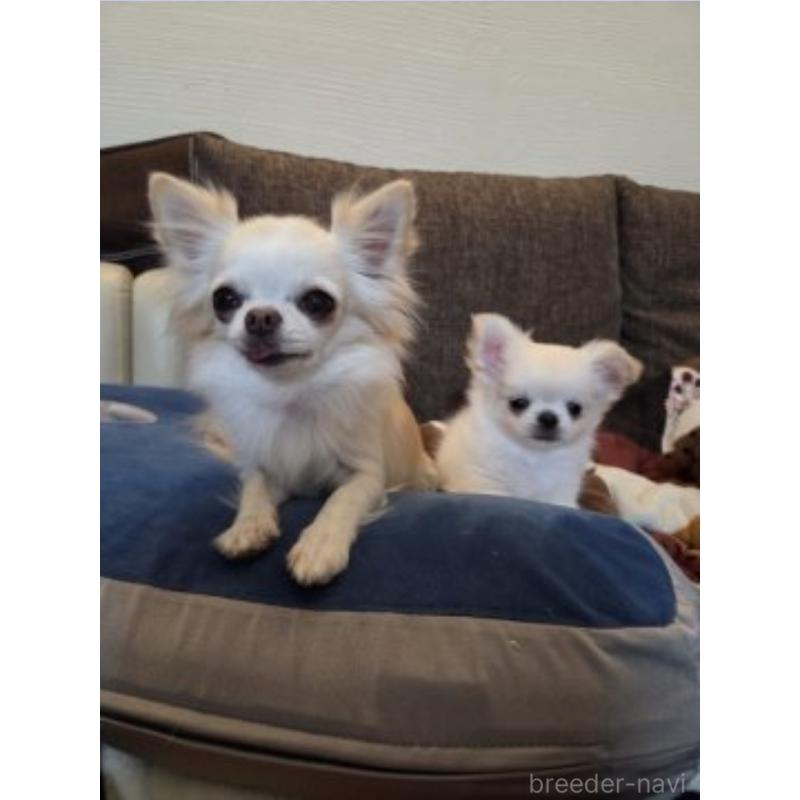 販売中の東京都のチワワ(ロングコート)-454870の3枚目