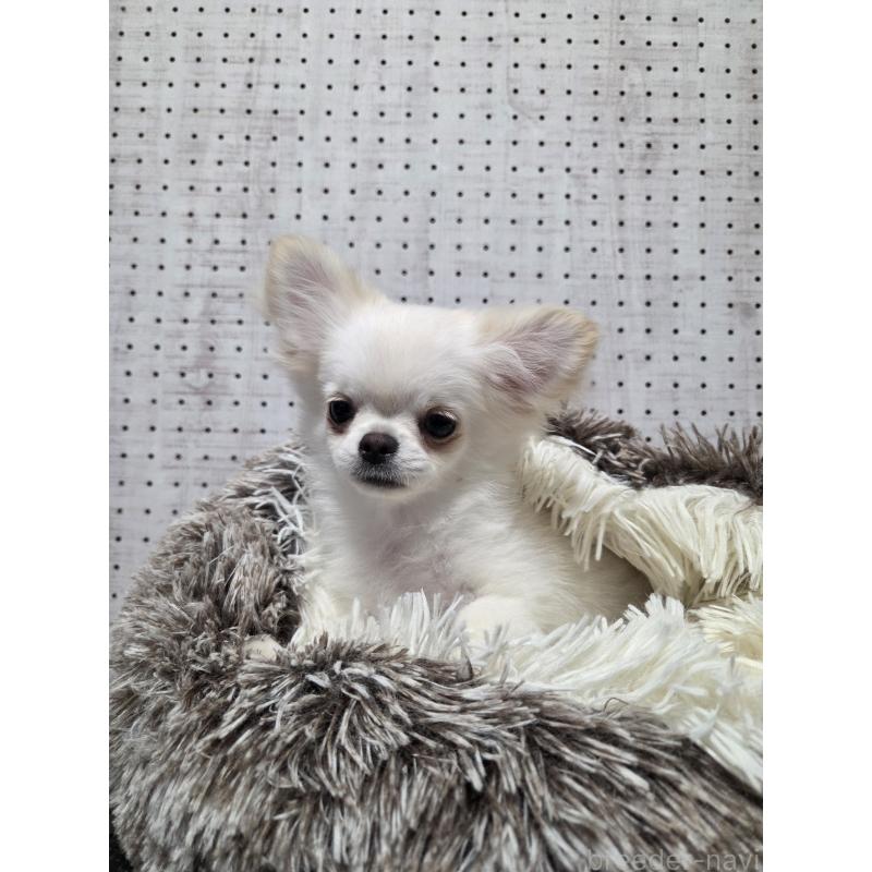 販売中の東京都のチワワ(ロングコート)-454870の2枚目