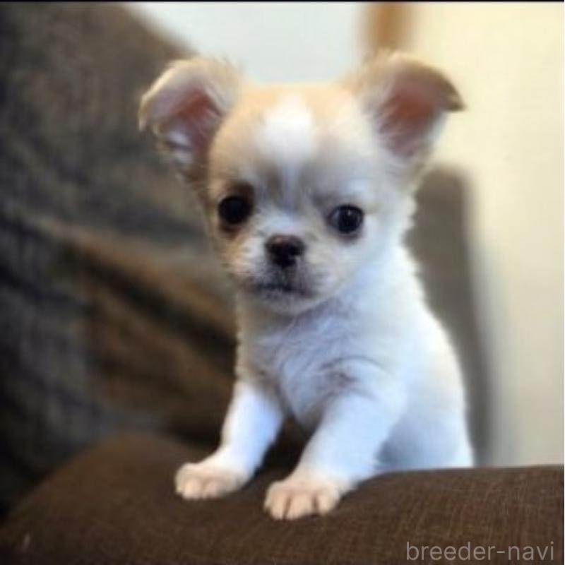 販売中の東京都のチワワ(ロングコート)-454871の6枚目