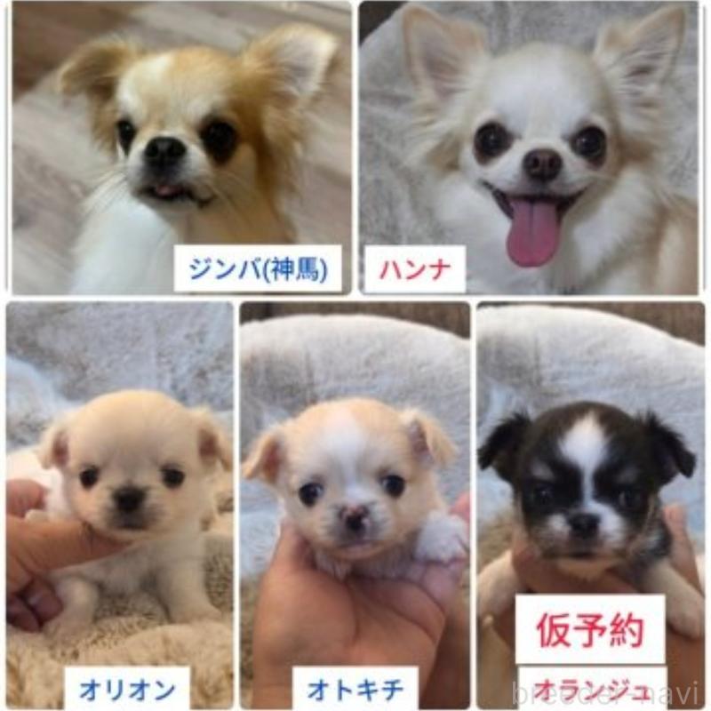 販売中の東京都のチワワ(ロングコート)-454871の5枚目