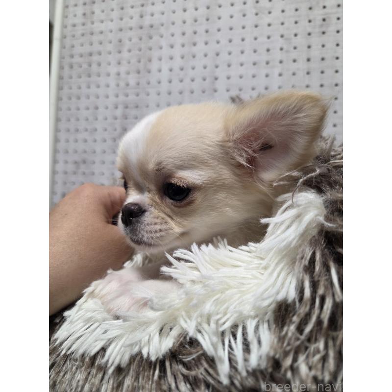 販売中の東京都のチワワ(ロングコート)-454871の3枚目