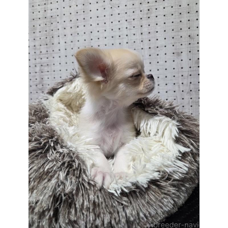 販売中の東京都のチワワ(ロングコート)-454871の2枚目