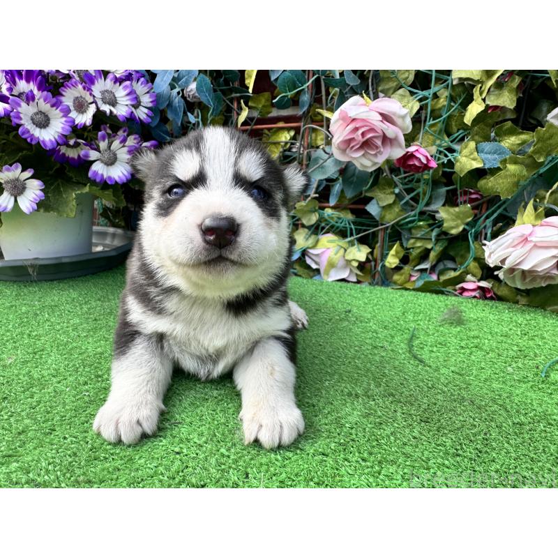 販売中の茨城県のシベリアンハスキー-454872の6枚目