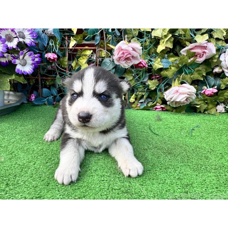 販売中の茨城県のシベリアンハスキー-454872の4枚目