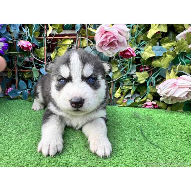 販売中の茨城県のシベリアンハスキー-454872の3枚目