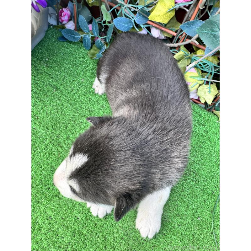 販売中の茨城県のシベリアンハスキー-454872の2枚目