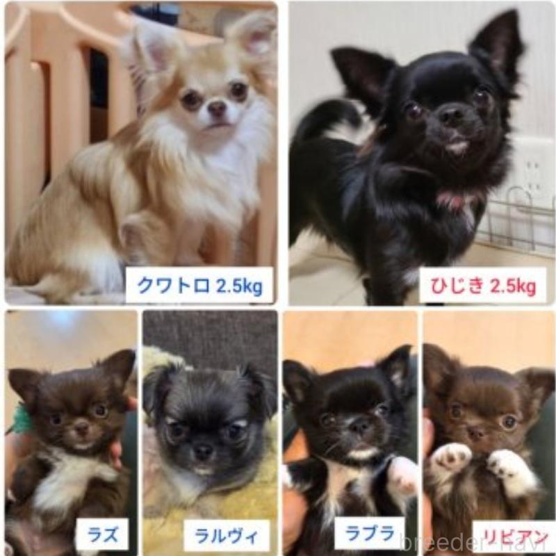 販売中の東京都のチワワ(ロングコート)-454874の3枚目