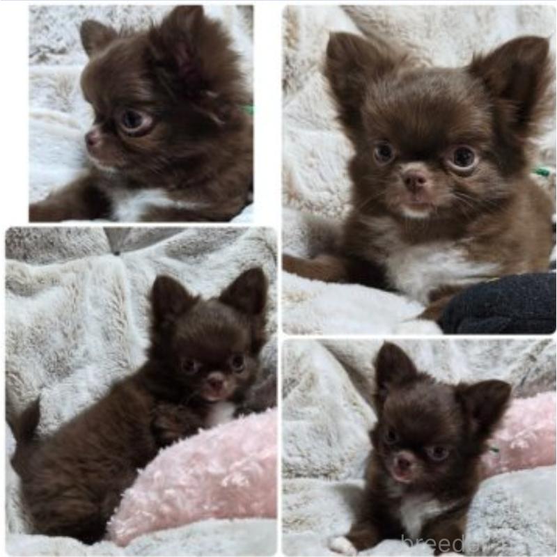 販売中の東京都のチワワ(ロングコート)-454874の2枚目