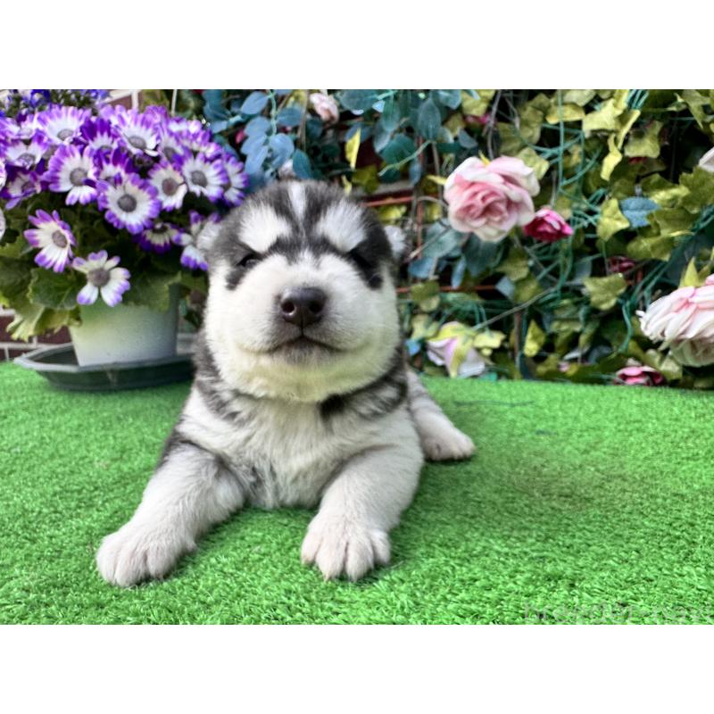 販売中の茨城県のシベリアンハスキー-454873の3枚目