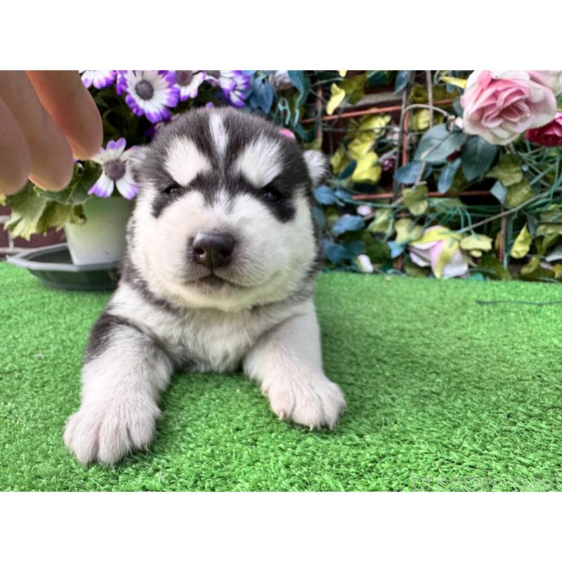 販売中の茨城県のシベリアンハスキー-454873の2枚目