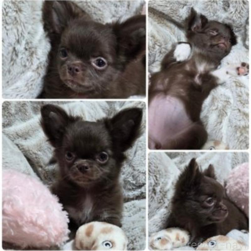 販売中の東京都のチワワ(ロングコート)-454875の3枚目