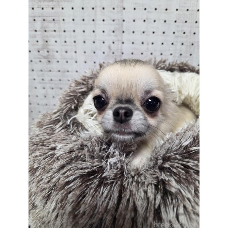 販売中の東京都のチワワ(ロングコート)-454876の5枚目