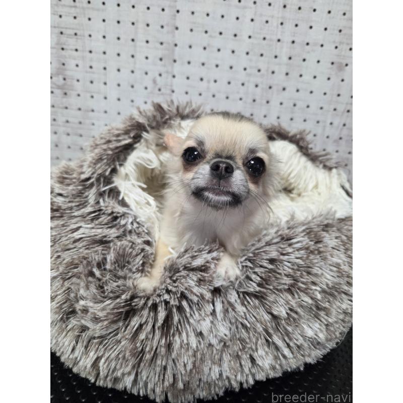 販売中の東京都のチワワ(ロングコート)-454876の4枚目