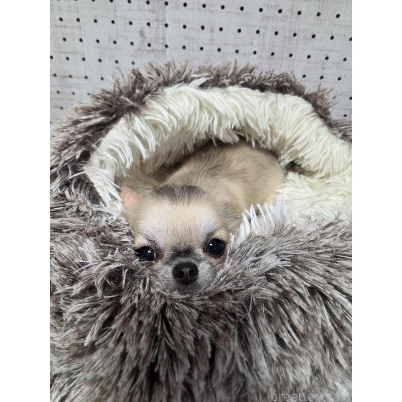 販売中の東京都のチワワ(ロングコート)-454876の3枚目