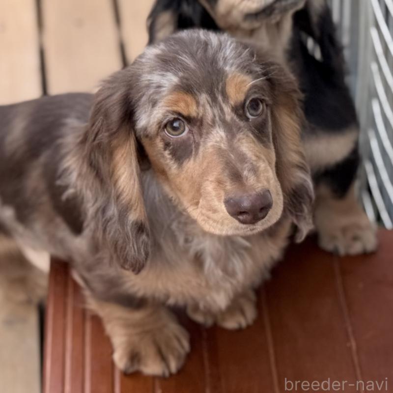 販売中の埼玉県のミニチュアダックスフンド(ロングヘアード)-440905