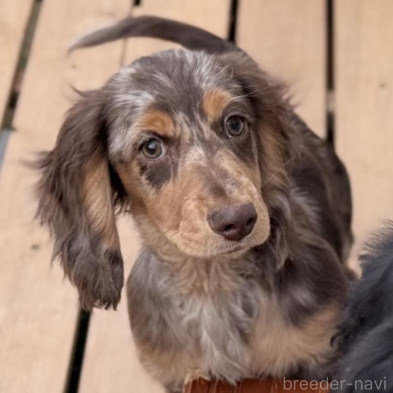 販売中の埼玉県のミニチュアダックスフンド(ロングヘアード)-440905の2枚目