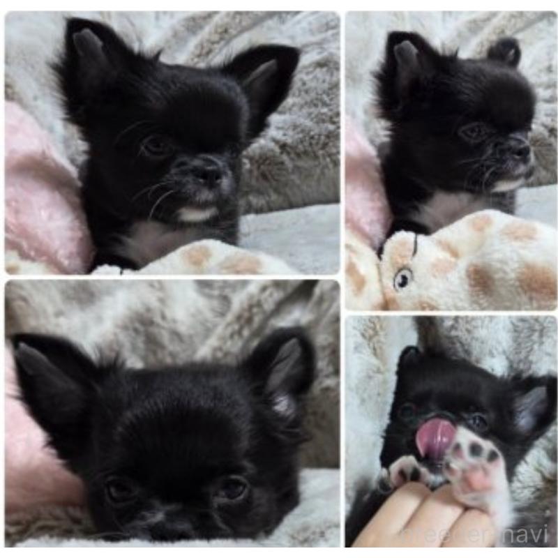 販売中の東京都のチワワ(ロングコート)-454878の6枚目