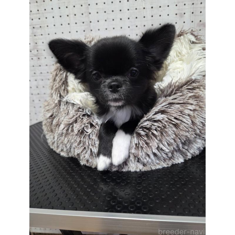 販売中の東京都のチワワ(ロングコート)-454878の3枚目