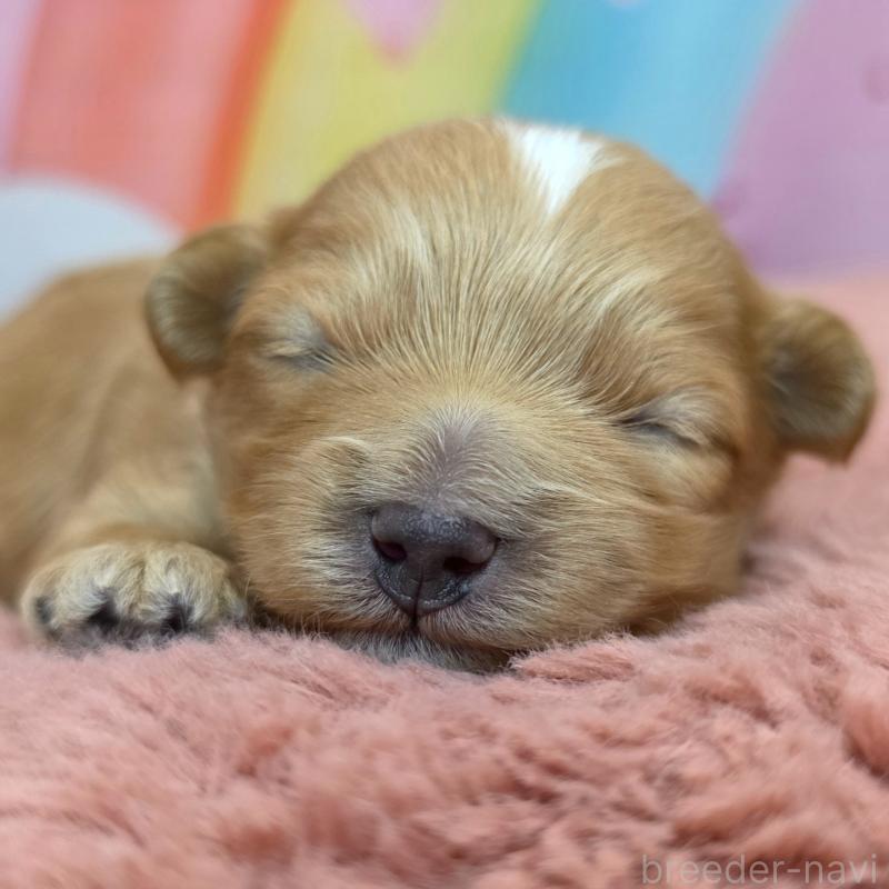 販売中の愛知県のマルプー:マルチーズ×トイプードル-454877の4枚目