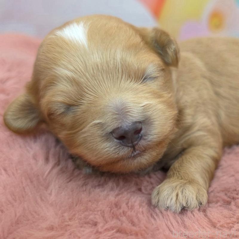 販売中の愛知県のマルプー:マルチーズ×トイプードル-454877の2枚目